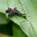 RIODINIDAE, Ancyluris etias